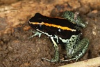 Phyllobates vittatus  Golfodulcean poison frog  Streifenblattsteiger 4 2