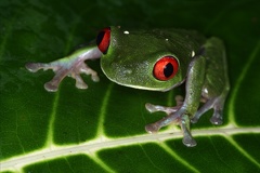 Agalychnis callidryas  Red-eyed leaf frog 1 2