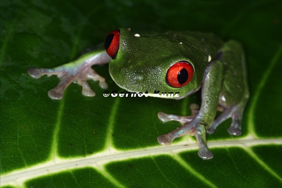 Agalychnis callidryas  Red-eyed leaf frog 1 2