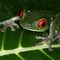 Agalychnis callidryas  Red-eyed leaf frog 1 2