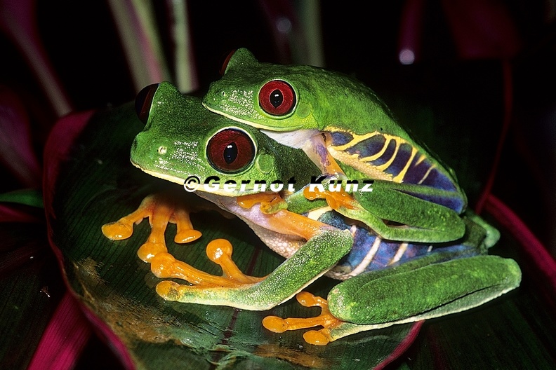 Agalychnis_callidryas__Red-eyed_leaf_frog_2_2.jpg