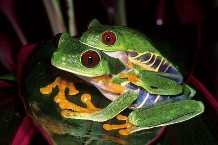 Agalychnis callidryas  Red-eyed leaf frog 2 2