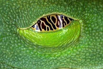 Agalychnis callidryas  Red-eyed leaf frog Eye1