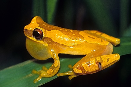 Dendropsophus  Hyla ebraccatus  Hourglass Treefrog 3 1