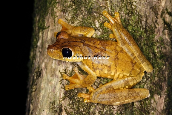 Hypsiboas  Hyla  rosenbergi  Rosenberg  s Treefrog 6 3