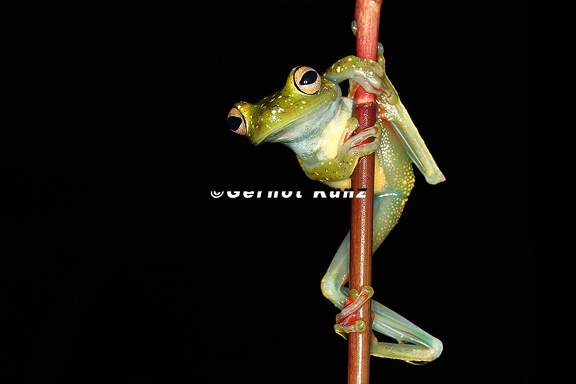 Hypsiboas  Hyla  rufitelus  Red-webbed Treefrog 1 2