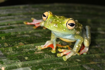 Hypsiboas rufitelus  Red-webbed Treefrog 4 2