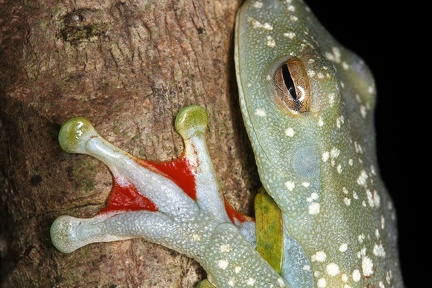 Hypsiboas rufitelus  Red-webbed Treefrog 6 1