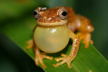 Scinax elaeochroa  Narrow-headed treefrog 18 8