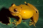 Scinax elaeochroa  Narrow-headed treefrog 1 1
