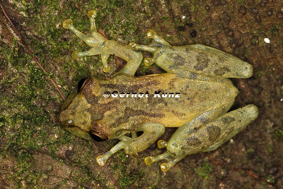 Scinax elaeochroa  Narrow-headed treefrog 21 2