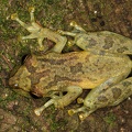Scinax elaeochroa  Narrow-headed treefrog 21 2