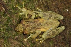 Scinax elaeochroa  Narrow-headed treefrog 21 2