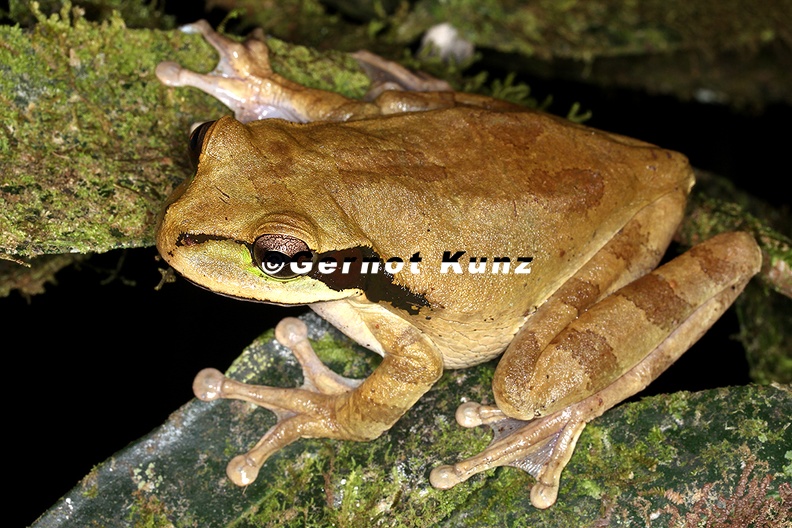 Similisca phaeota  Masked tree frog 16 2