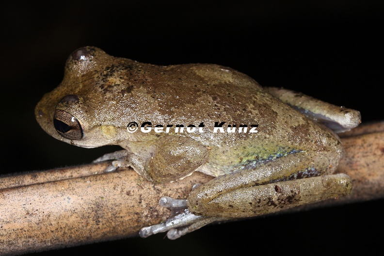 Smilisca_sp__16_1.jpg