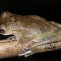 Smilisca sp  16 1