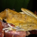 Smilisca sp  17