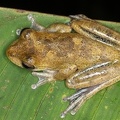 Smilisca sp  18 1