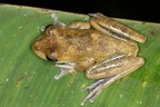 Smilisca sp  18 1