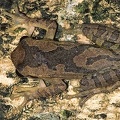Smilisca sp  19