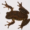 Smilisca sp  1 1