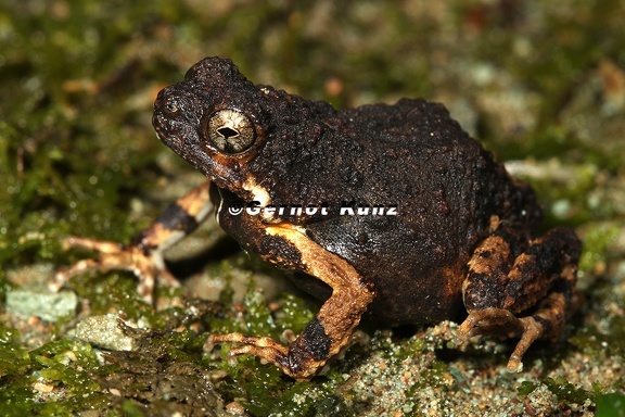 Engystomops pustulosus  Tungara frog  Tungara-Frosch 1v