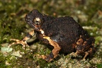 Engystomops pustulosus  Tungara frog  Tungara-Frosch 1v