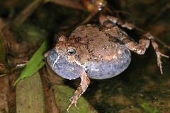 Engystomops pustulosus  Tungara frog  Tungara-Frosch 3 1v
