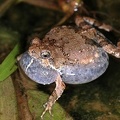 Engystomops pustulosus  Tungara frog  Tungara-Frosch 3 1v