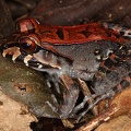 Leptodactylidae  Foamfrogs  indet  2 2v