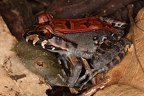 Leptodactylidae
