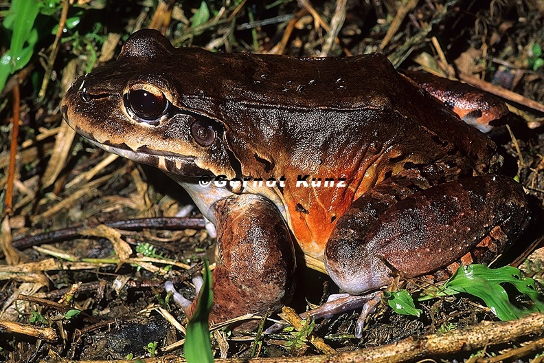 Leptodactylus savagei Savage s Bullfrog Mittelamerikanischer Ochsenfrosch 1 1 - Leptodactylus_savagei__Savage__s_Bullfrog__Mittelamerikanischer_Ochsenfrosch_1_1.jpg Leptodactylus_savagei__Savage__s_Bullfrog__Mittelamerikanischer_Ochsenfrosch_1_1.jpg