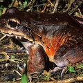 Leptodactylus savagei  Savage  s Bullfrog  Mittelamerikanischer Ochsenfrosch 1 1