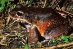 Leptodactylus savagei  Savage  s Bullfrog  Mittelamerikanischer Ochsenfrosch 1 1