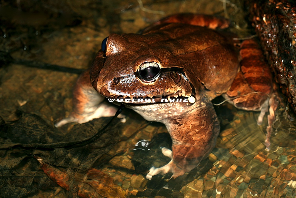 Leptodactylus savagei  Savage  s Bullfrog  Mittelamerikanischer Ochsenfrosch 4