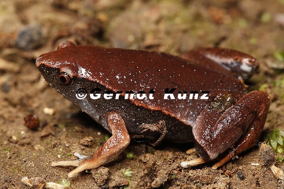 Gastrophryne pictiventris  Southern Narrow-mouthed Toad 1 2v