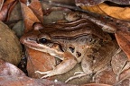Lithobates  Rana  forreri  Forrer  s Leopard Frog 1 2