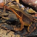 Rana warszewitschii  Brilliant forest frog 4 2