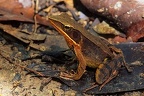 Rana warszewitschii  Brilliant forest frog 4 2