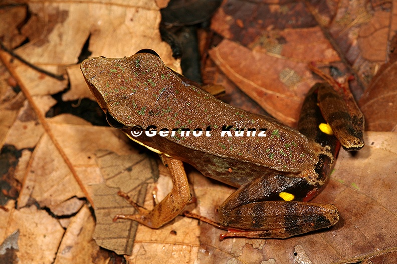 Rana warszewitschii  Brilliant forest frog 9 2