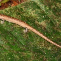 Bolitoglossa sp  2 2