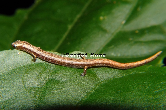 Oedipina savageri  Savage  s Worm Salamander 4
