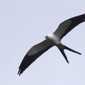Elanoides forficatus yetapa  American Swallow-tailed Kite  Schwalbenweih 2v