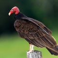 Cathartes aura  Turkey Vulture  Truthahngeier 3 2v
