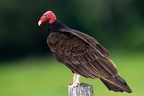 Cathartes aura  Turkey Vulture  Truthahngeier 3 2v