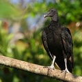 Coragyps atratus   Black vulture 3 2v