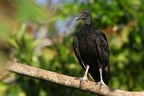 Coragyps atratus   Black vulture 3 2v