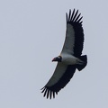 Sarcoramphus papa  King vulture  K  nigsgeier 5 2v