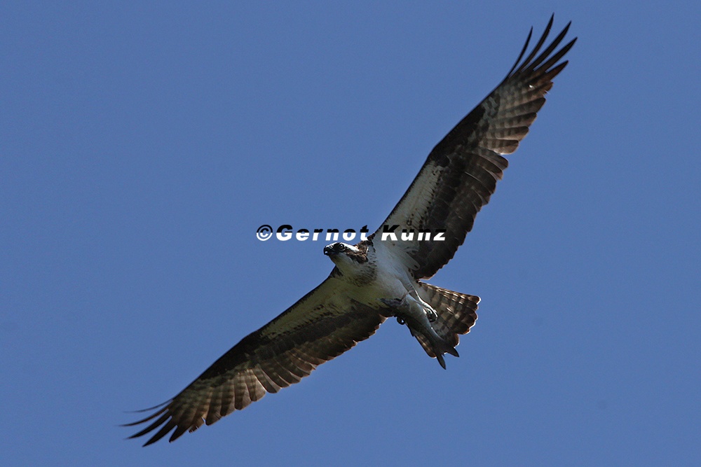 Pandion haliaetus  Osprey  Fischadler 1 2v