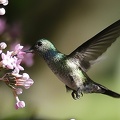 Amazilia decora  Charming Hummingbird   